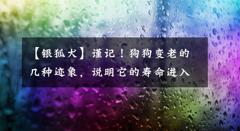 【银狐犬】谨记!狗狗变老的几种迹象,说明它的寿命进入“倒计时”