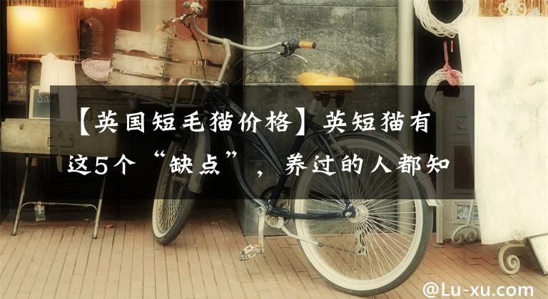 【英国短毛猫价格】英短猫有这5个“缺点”,养过的人都知道