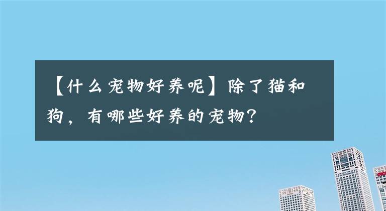 【什么宠物好养呢】除了猫和狗,有哪些好养的宠物?