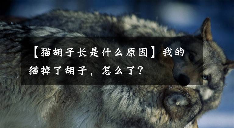 【猫胡子长是什么原因】我的猫掉了胡子，怎么了？