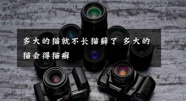 多大的猫就不长猫藓了 多大的猫会得猫癣