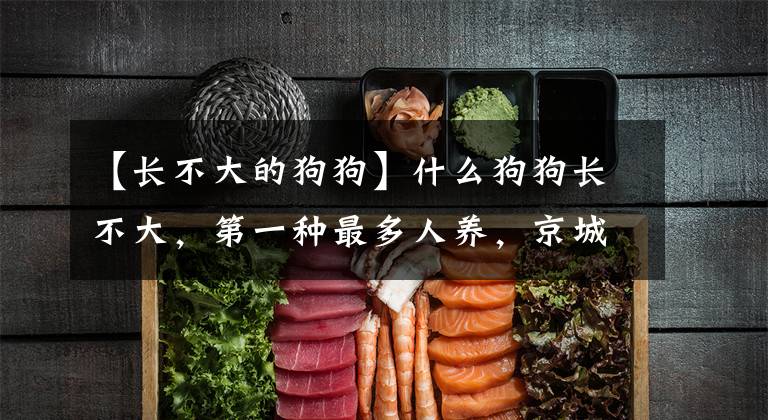 【长不大的狗狗】什么狗狗长不大，第一种最多人养，京城名犬却排第五