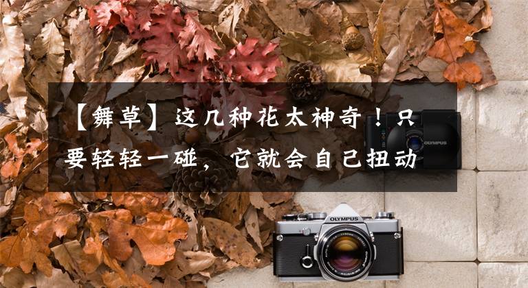 【舞草】这几种花太神奇!只要轻轻一碰,它就会自己扭动起来!