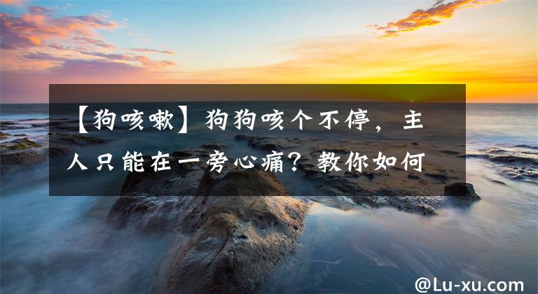 【狗咳嗽】狗狗咳个不停,主人只能在一旁心痛?教你如何应对狗狗咳嗽的问题