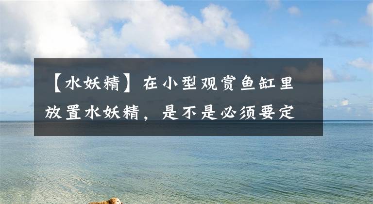【水妖精】在小型观赏鱼缸里放置水妖精,是不是必须要定期清洗?