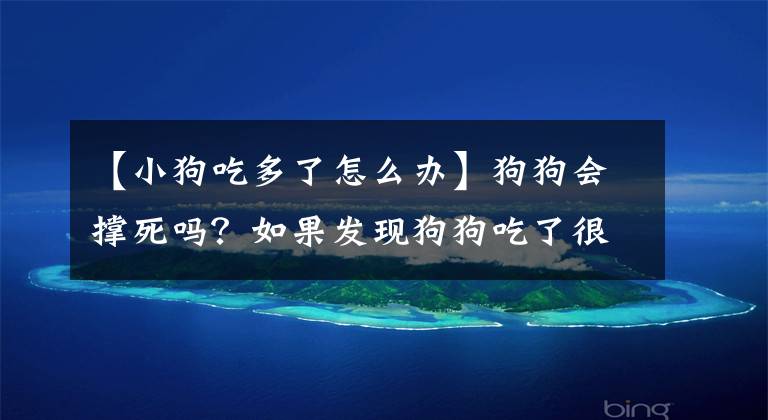 【小狗吃多了怎么办】狗狗会撑死吗?如果发现狗狗吃了很多狗粮怎么办?