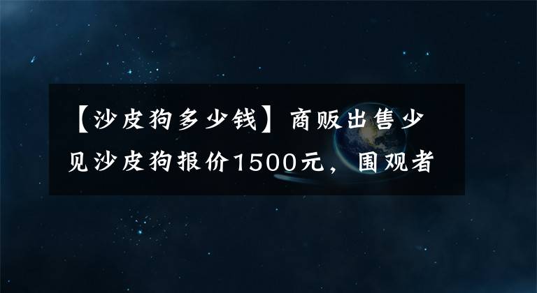 【沙皮狗多少钱】商贩出售少见沙皮狗报价1500元,围观者不了解上网查行情!