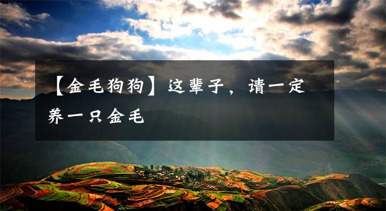 【金毛狗狗】这辈子，请一定养一只金毛