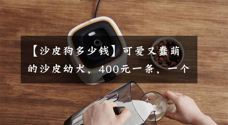 【沙皮狗多少钱】可爱又蠢萌的沙皮幼犬，400元一条，一个早上一条没卖出去！