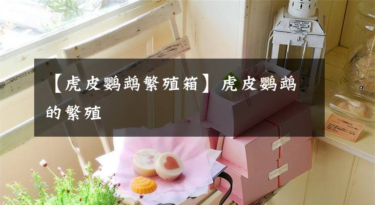 【虎皮鹦鹉繁殖箱】虎皮鹦鹉的繁殖