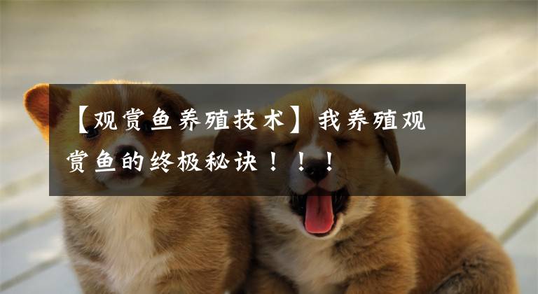 【观赏鱼养殖技术】我养殖观赏鱼的终极秘诀!!!
