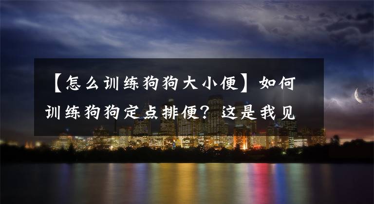 【怎么训练狗狗大小便】如何训练狗狗定点排便？这是我见过的最实用、迅速的训狗方法！
