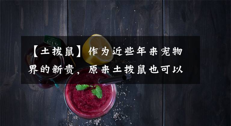 【土拔鼠】作为近些年来宠物界的新贵,原来土拨鼠也可以这么萌!