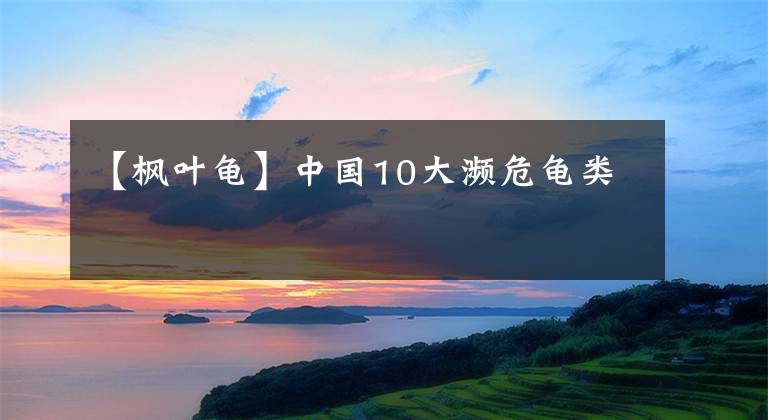 【枫叶龟】中国10大濒危龟类