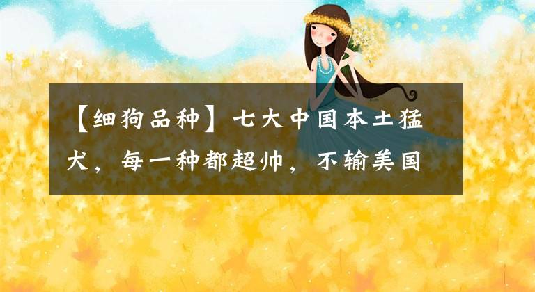 【细狗品种】七大中国本土猛犬，每一种都超帅，不输美国比特犬