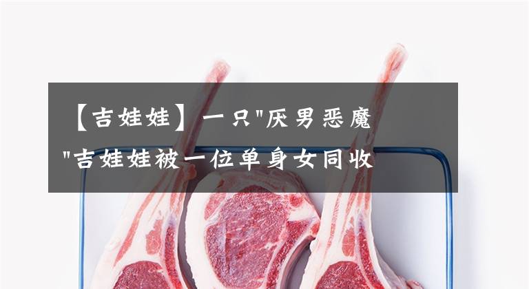 【吉娃娃】一只"厌男恶魔"吉娃娃被一位单身女同收养,这就是命定铲屎官吧