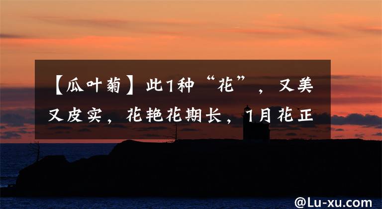 【瓜叶菊】此1种“花”,又美又皮实,花艳花期长,1月花正好,开花上百天