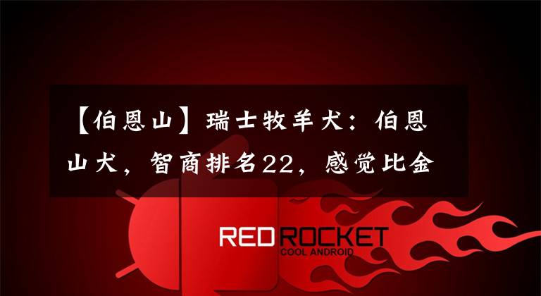 【伯恩山】瑞士牧羊犬:伯恩山犬,智商排名22,感觉比金毛威风多了!
