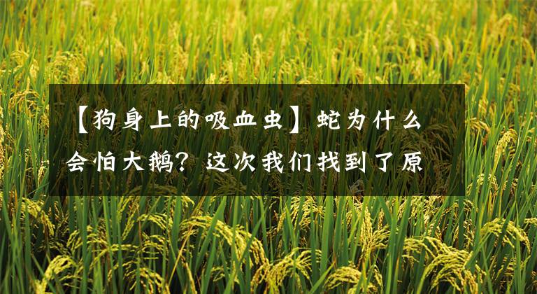 【狗身上的吸血虫】蛇为什么会怕大鹅?这次我们找到了原因