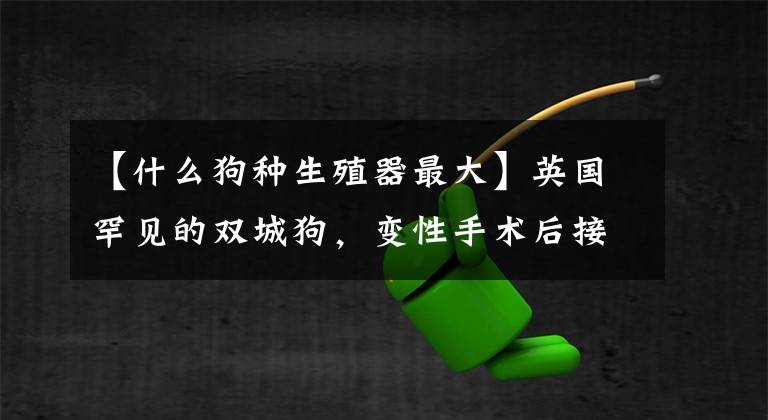 【什么狗种生殖器最大】英国罕见的双城狗,变性手术后接受了“新生”!