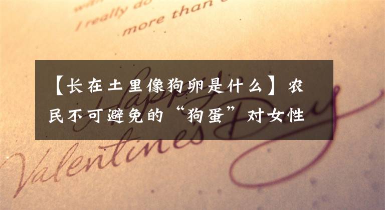 【长在土里像狗卵是什么】农民不可避免的“狗蛋”对女性疾病有着不可替代的作用