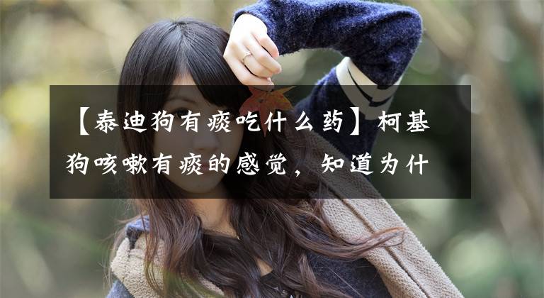 【泰迪狗有痰吃什么药】柯基狗咳嗽有痰的感觉，知道为什么吗？