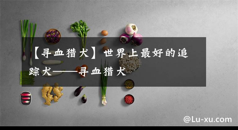 【寻血猎犬】世界上最好的追踪犬——寻血猎犬