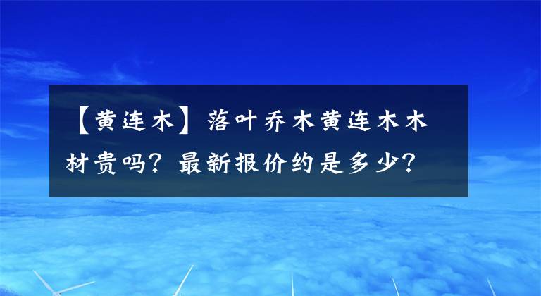 【黄连木】落叶乔木黄连木木材贵吗？最新报价约是多少？树苗价格多少钱一棵