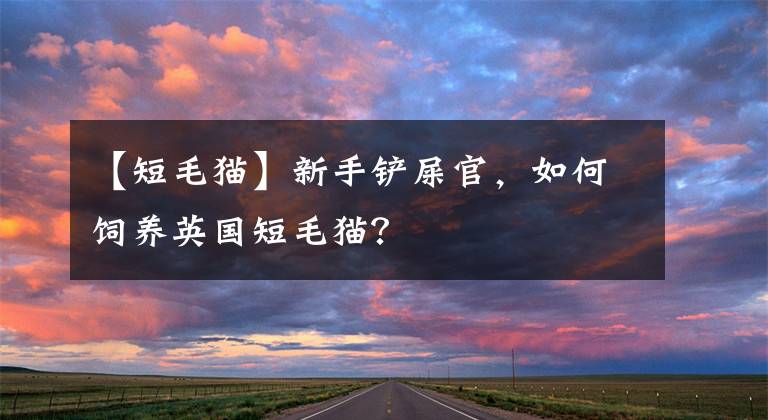 【短毛猫】新手铲屎官,如何饲养英国短毛猫?