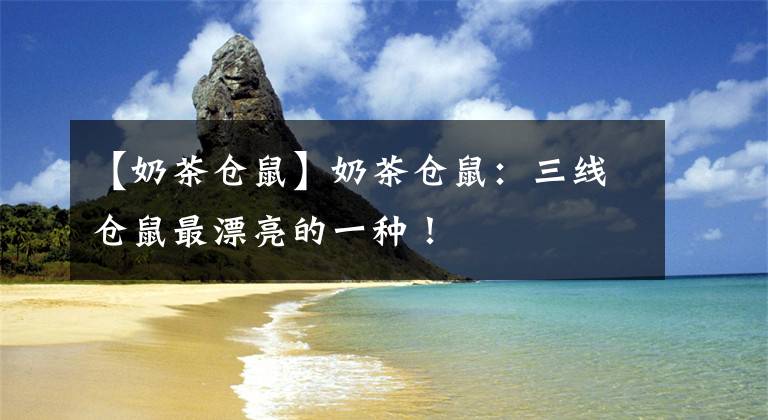 【奶茶仓鼠】奶茶仓鼠：三线仓鼠最漂亮的一种！