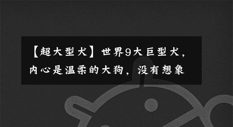 【超大型犬】世界9大巨型犬，内心是温柔的大狗，没有想象中凶猛