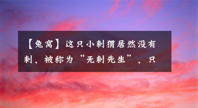 【兔窝】这只小刺猬居然没有刺，被称为“无刺先生”，只能住在兔窝里