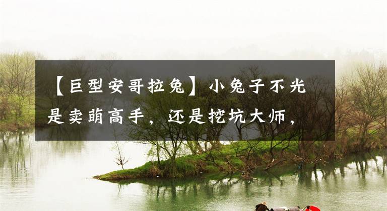 【巨型安哥拉兔】小兔子不光是卖萌高手，还是挖坑大师，这院子都可以打地道战了
