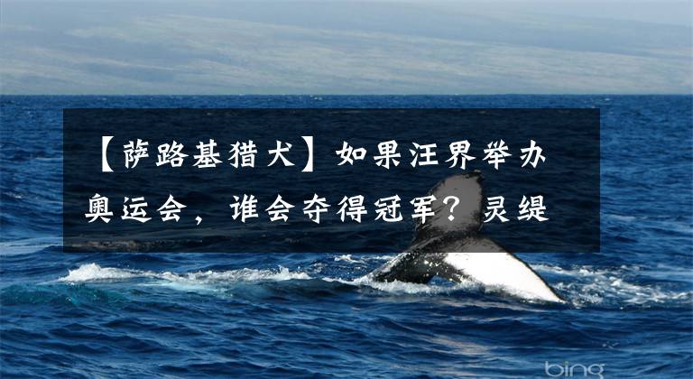 【萨路基猎犬】如果汪界举办奥运会，谁会夺得冠军？灵缇过分了…