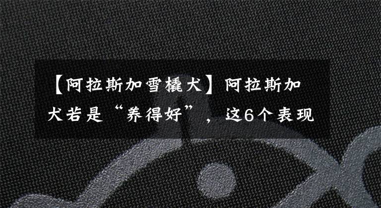 【阿拉斯加雪橇犬】阿拉斯加犬若是“养得好”，这6个表现会很明显