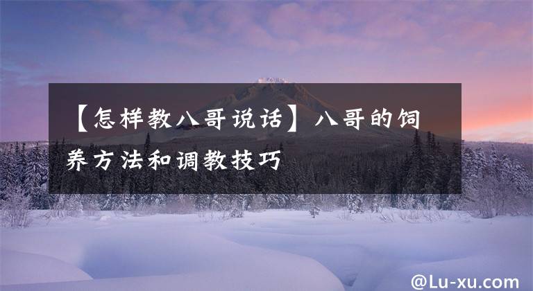 【怎样教八哥说话】八哥的饲养方法和调教技巧