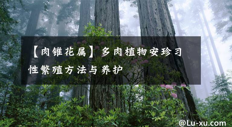 【肉锥花属】多肉植物安珍习性繁殖方法与养护