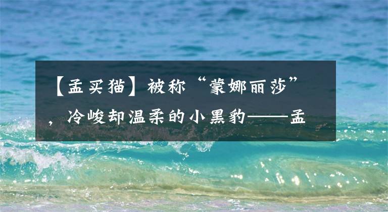 【孟买猫】被称“蒙娜丽莎”，冷峻却温柔的小黑豹——孟买猫