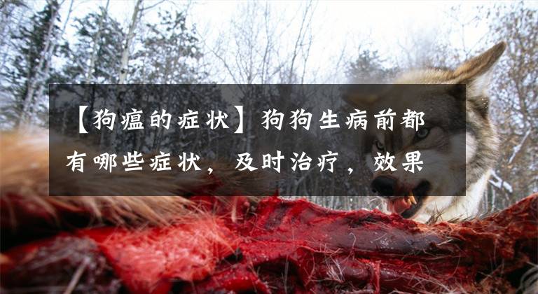 【狗瘟的症状】狗狗生病前都有哪些症状,及时治疗,效果更好