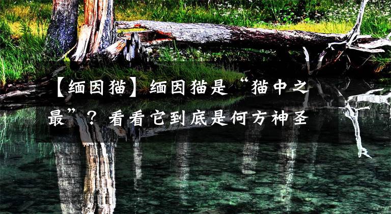 【缅因猫】缅因猫是“猫中之最”？看看它到底是何方神圣