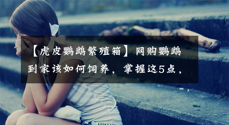 【虎皮鹦鹉繁殖箱】网购鹦鹉到家该如何饲养，掌握这5点，饲养鹦鹉并不难