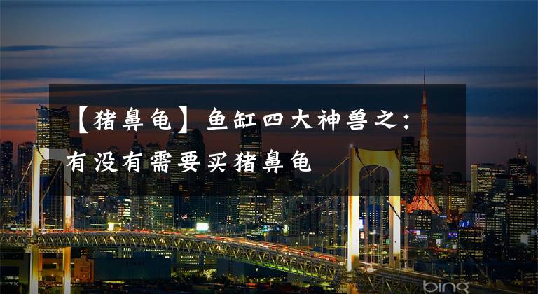 【猪鼻龟】鱼缸四大神兽之:有没有需要买猪鼻龟