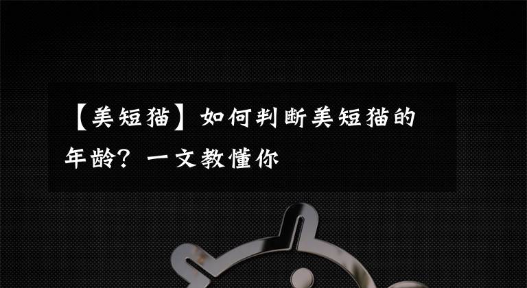 【美短猫】如何判断美短猫的年龄？一文教懂你