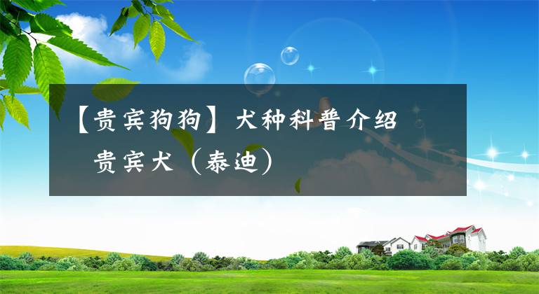 【贵宾狗狗】犬种科普介绍   贵宾犬（泰迪）