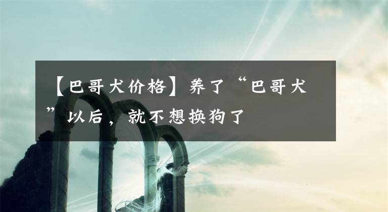【巴哥犬价格】养了“巴哥犬”以后,就不想换狗了