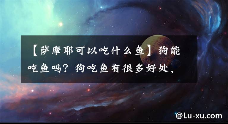 【萨摩耶可以吃什么鱼】狗能吃鱼吗？狗吃鱼有很多好处，哪条鱼对狗更好？
