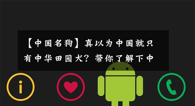 【中国名狗】真以为中国就只有中华田园犬?带你了解下中华十大名犬