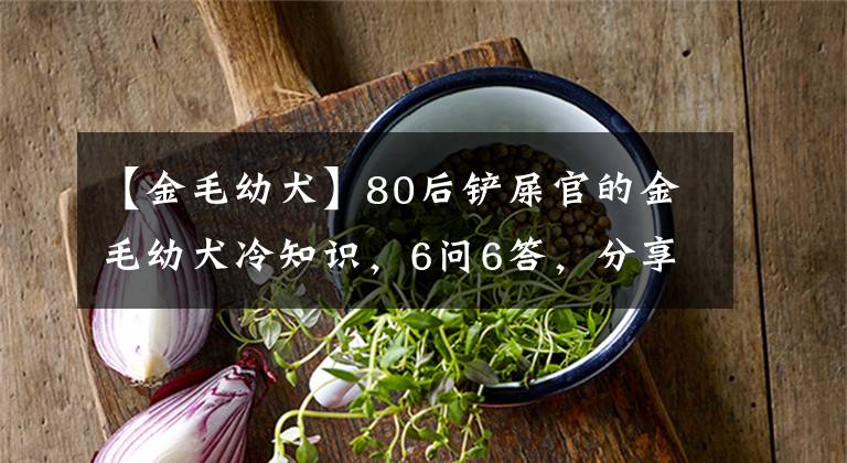 【金毛幼犬】80后铲屎官的金毛幼犬冷知识，6问6答，分享给爱狗的人