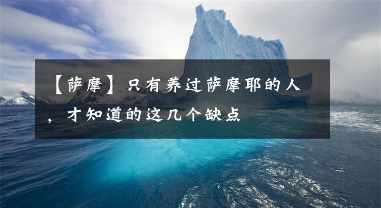 【萨摩】只有养过萨摩耶的人,才知道的这几个缺点