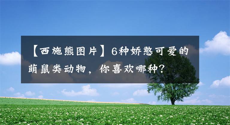 【西施熊图片】6种娇憨可爱的萌鼠类动物,你喜欢哪种?